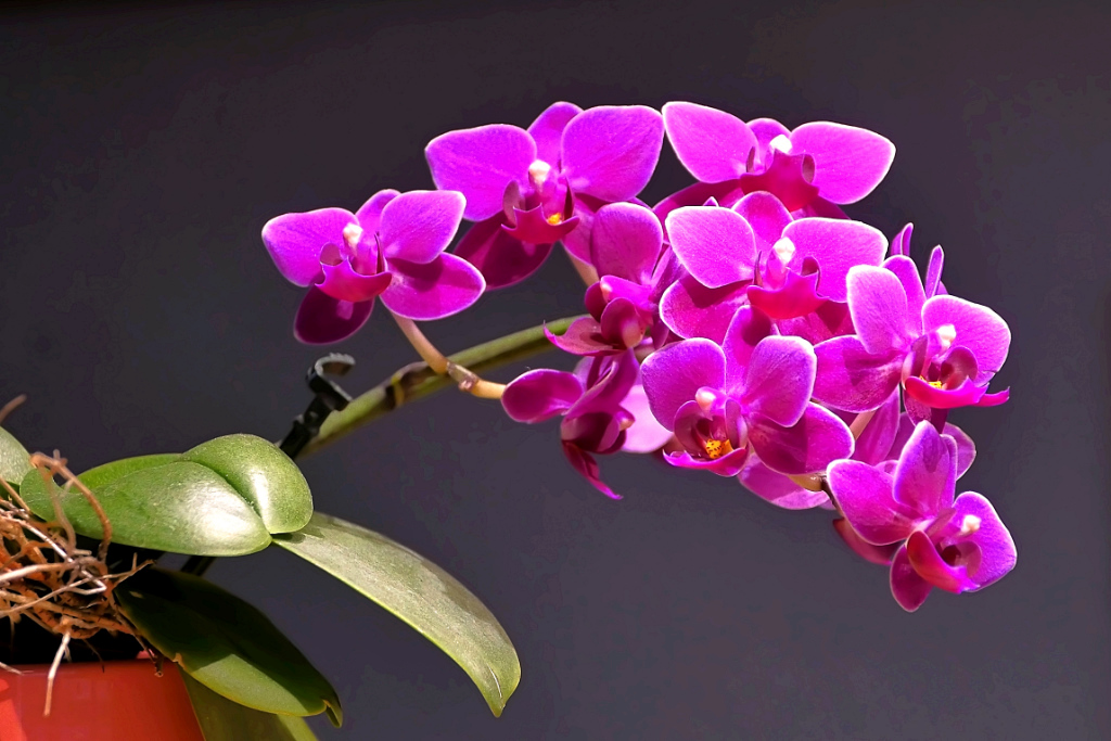 Orchidee P1100304-1.jpg