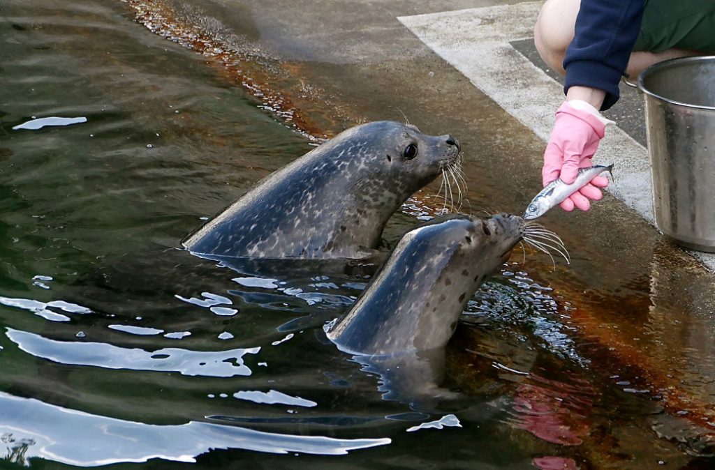 Seehunde P1090708.jpg