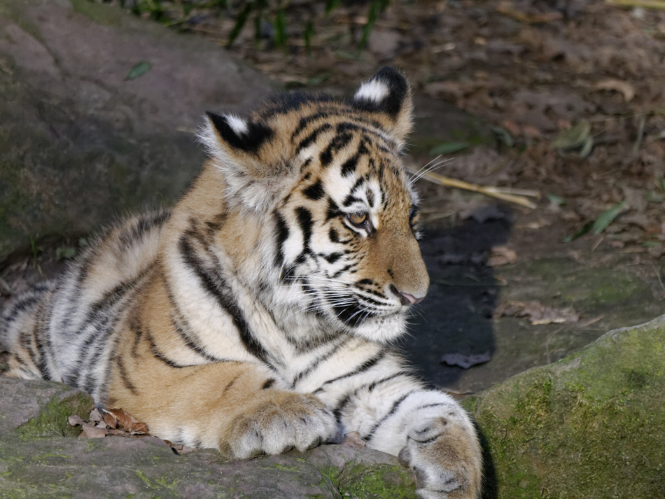 Tigerjunges.jpg