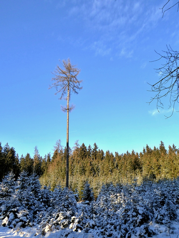 comp_Wald (8a).jpg