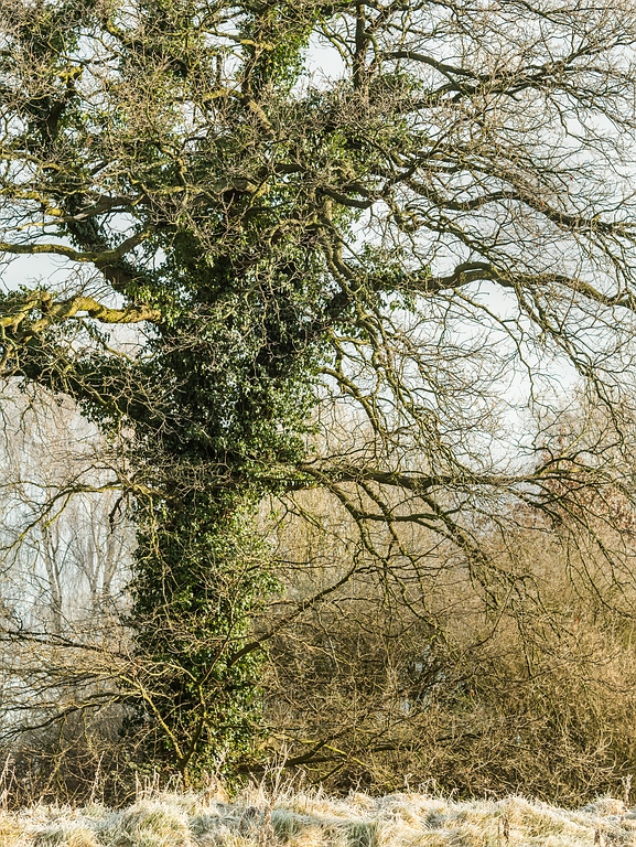 comp_Baum in Elmshorn-1080558.jpg