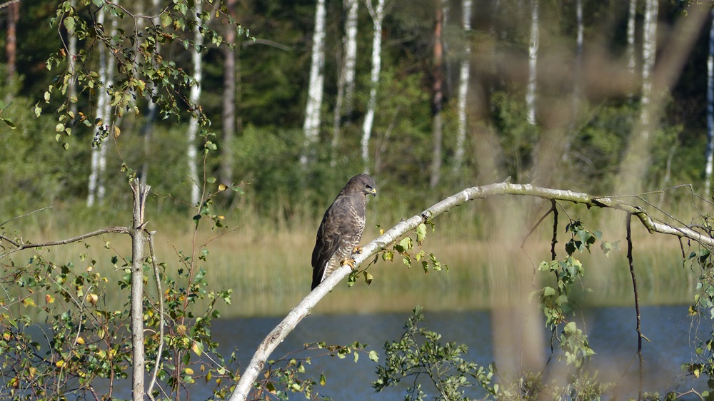 P1020200c.jpg