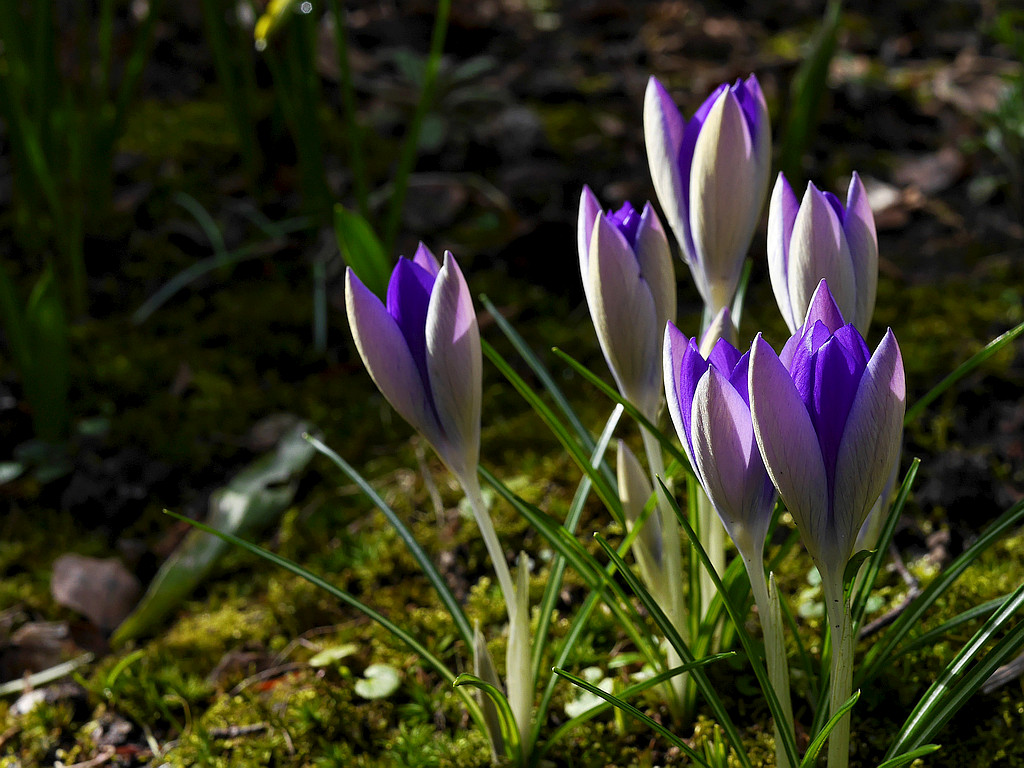 Krokus.jpg