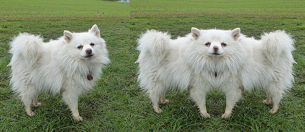 Doppelder Hund.jpg