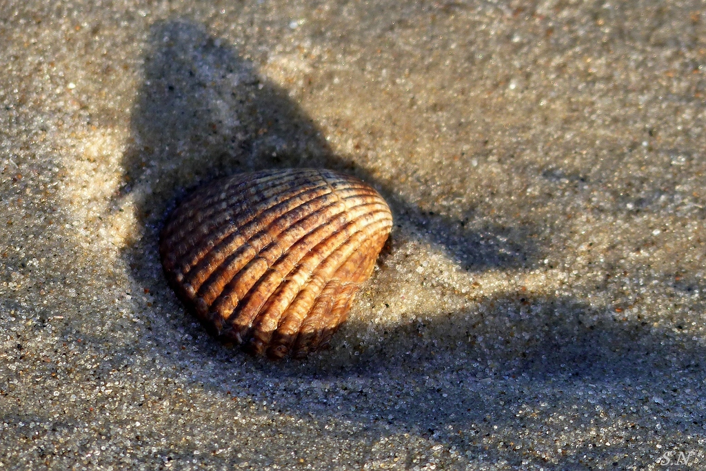P1000645.jpg