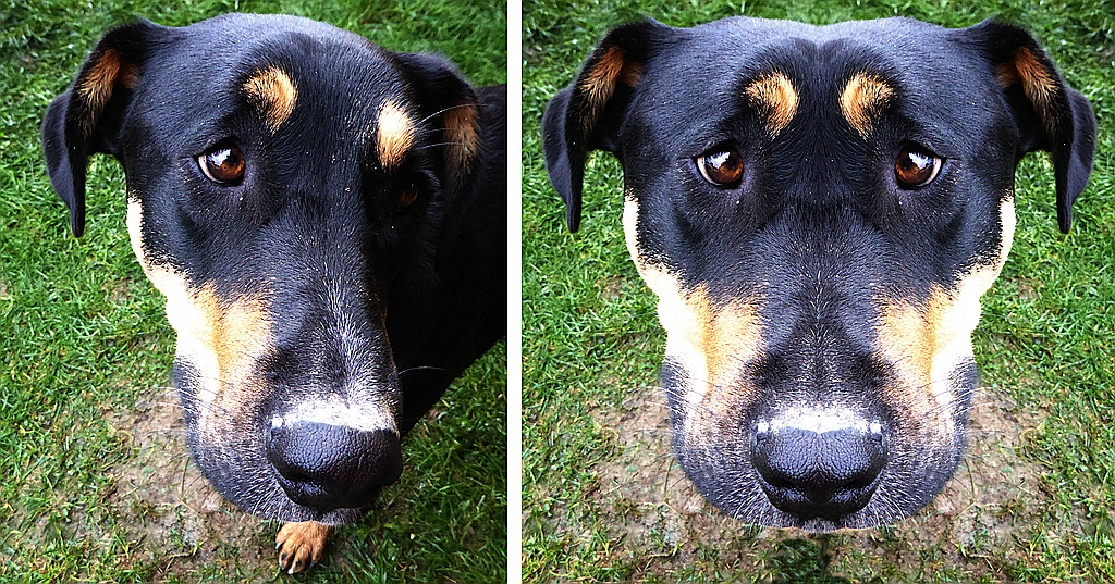 Kalte Hundeschnauze.jpg