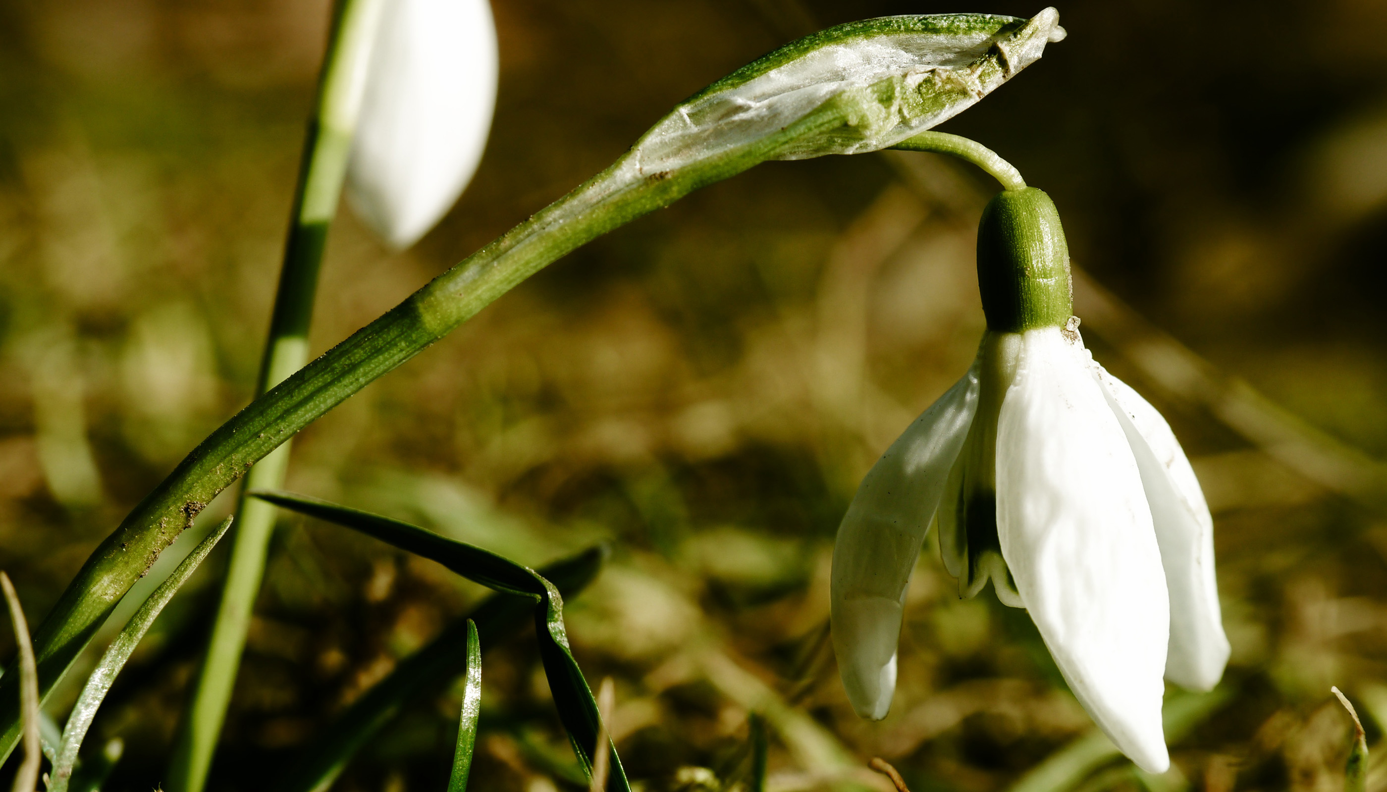 Blume2.jpg