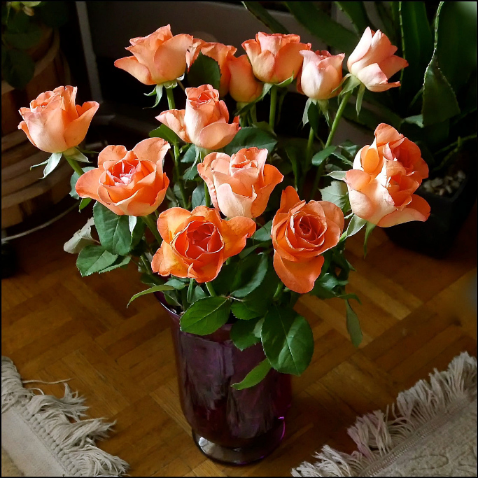 Rosen P1120664.jpg