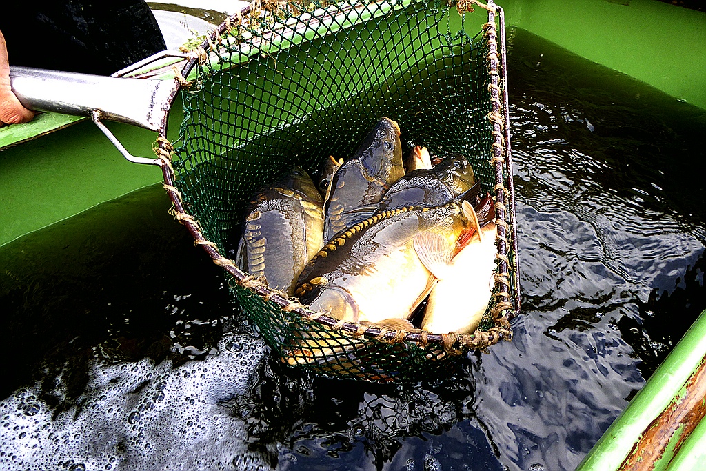 Fischsetzen .jpg