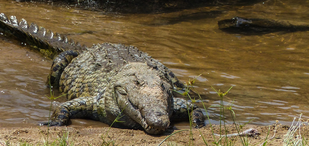 P1300747 Ausschnitt .jpg