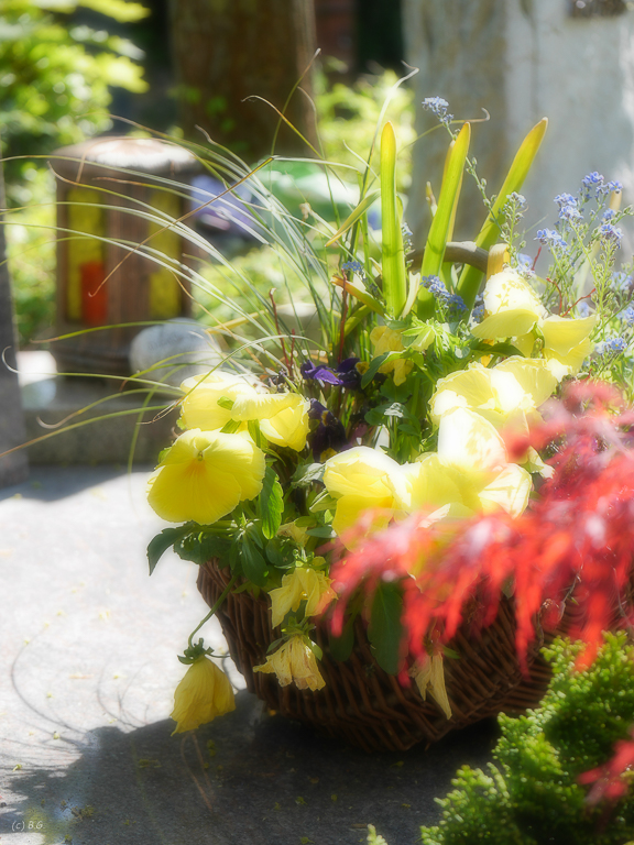 P1270319 - Blumen mal anders.jpg