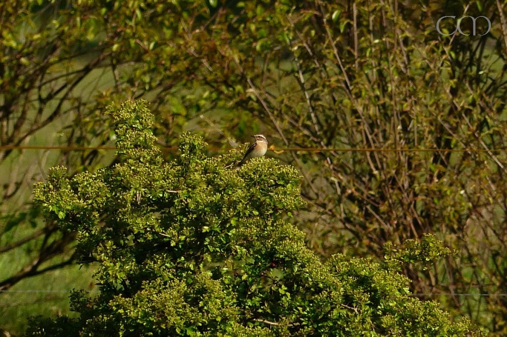 42 Braunkehlchen.jpg