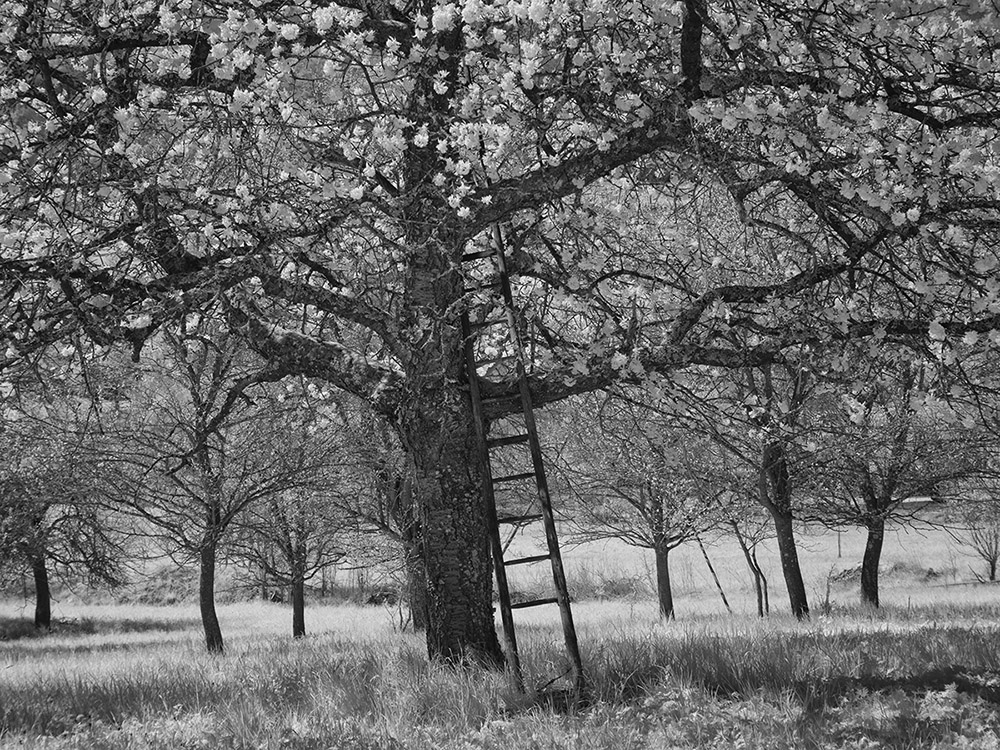 IR_1010293 kl.jpg