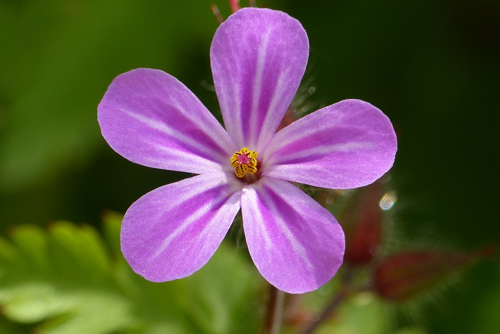 blüte22016.jpg