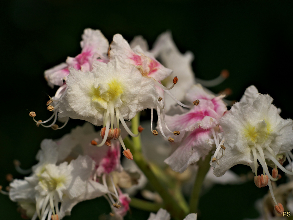 letzte Kastanienblüte 160519.jpg