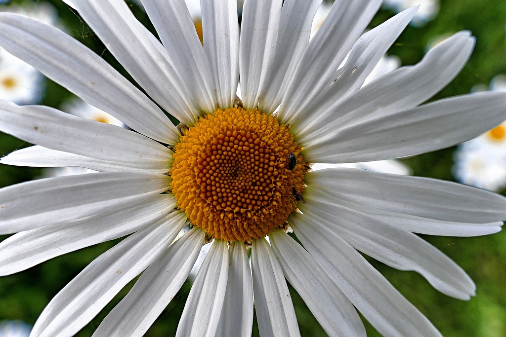 comp_P1000284.jpg
