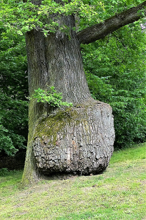 P1000575 (3).jpg